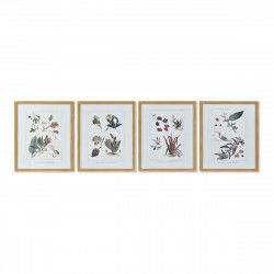 Painting DKD Home Decor 43 x 3 x 53 cm Botanical plants (4 Pieces)