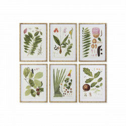 Painting DKD Home Decor 50 x 2,8 x 70 cm Modern Botanical plants (6 Pieces)