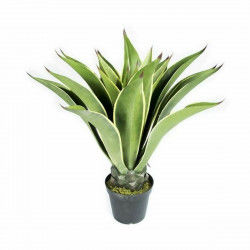 Dekorationspflanze Catral Mini Agave